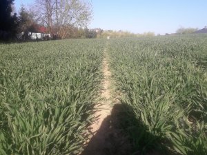 Pszenżyto Ozime Probus 