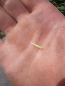 Pszenżyto Ozime Probus 