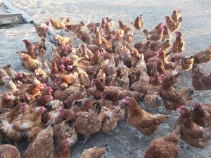 Rosa 1 wolnowybiegowa