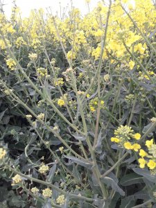 Rzepak bez łuszczyn