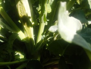 rzepak Duke F1 10.04