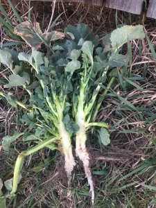 Rzepak Odmiana Sundance