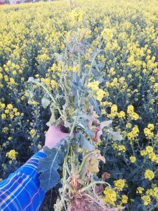 Rzepak ozimy Architekt 28-04-2020