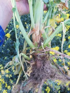 Rzepak ozimy Architekt 28-04-2020