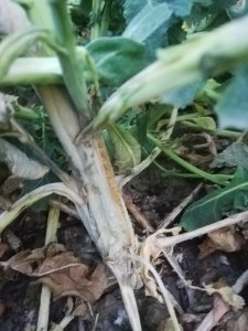 Rzepak ozimy Architekt 28-04-2020