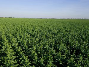 Rzepak ozimy Arkansas