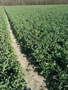 Rzepak ozimy Derrick