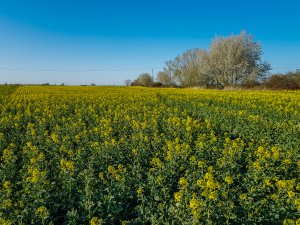 Rzepak ozimy Duke F1 - 18.04.2020