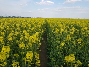 Rzepak ozimy LG Arkansas