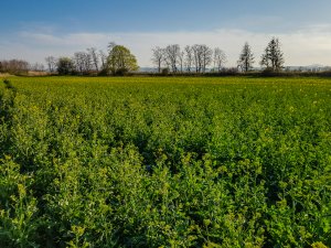 Rzepak ozimy Phoenix CL - 18.04.2020