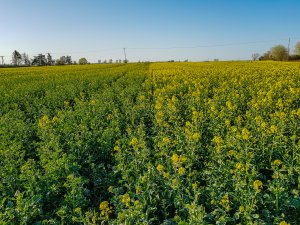 Rzepak ozimy Phoenix CL vs Duke F1 - 18.04.2020