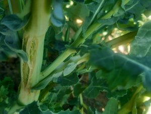 Rzepak ozimy po mrozie -10