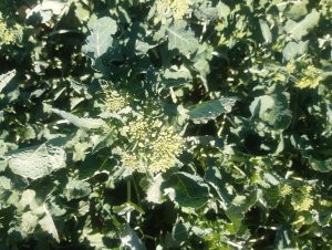 Rzepak ozimy po mrozie -10