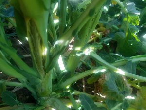 Rzepak ozimy po mrozie -10