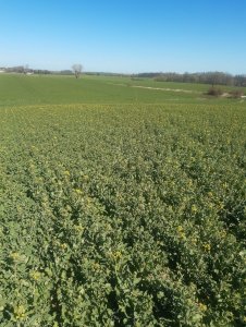 Rzepak ozimy Prince 10.04.2020