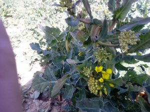 rzepak ozimy sy lowa