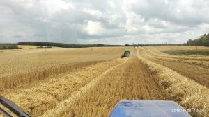 Żniwa 2019- Bamberka okolo 7t /ha