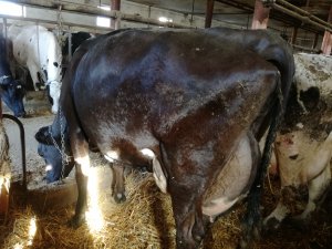 Krowa (Krzyżówka HF/BS)