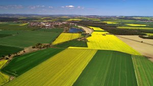 Jęczmień ozimy 27.04.2020