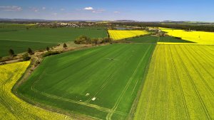 Jęczmień ozimy 27.04.2020