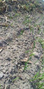 Wschody country 2013+ lucerna 