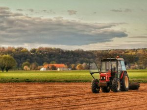 Zetor 7245 - wałowanie kukurydzy