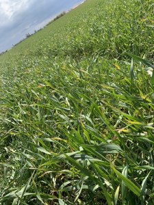 Żółknięcie liści pszenżyta