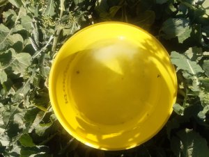 żółte naczynie 10.04.2020