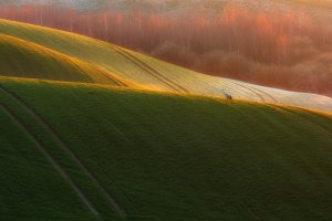 Żuraw na polnej fali