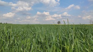 żyto Dańkowskie Granat