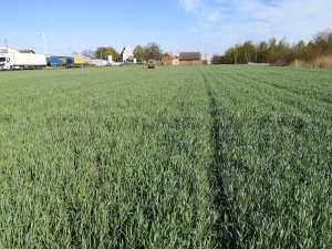 Żyto Dańkowskie Rubin