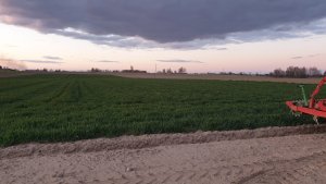 Żyto hybrydowe Dolaro