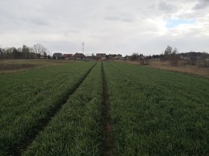 Żyto hybrydowe Serafino