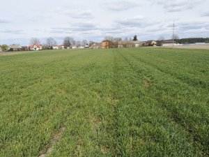 Żyto hybrydowe Serafino