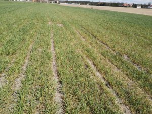 Żyto hybrydowe Serafino