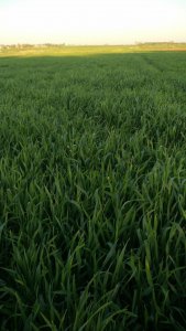 Żyto Rubin 18.04.20