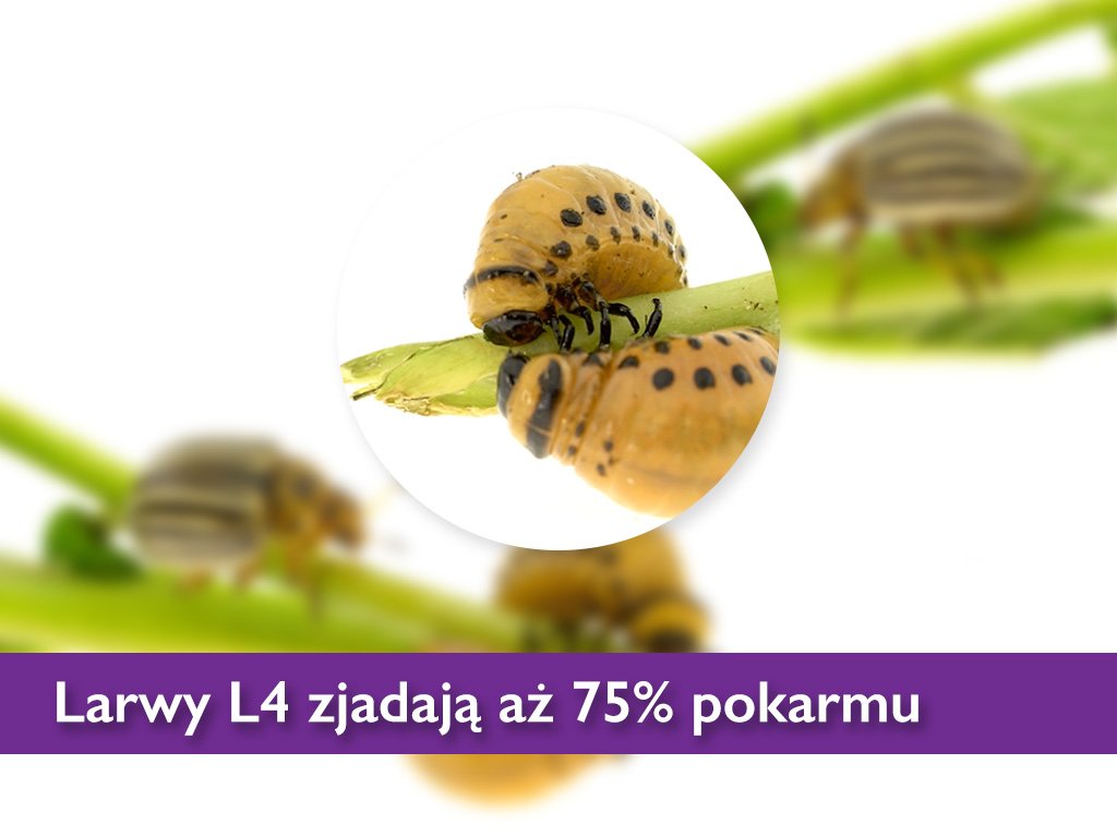 Skuteczny sposób na zwalczenie stonki ziemniaczanej