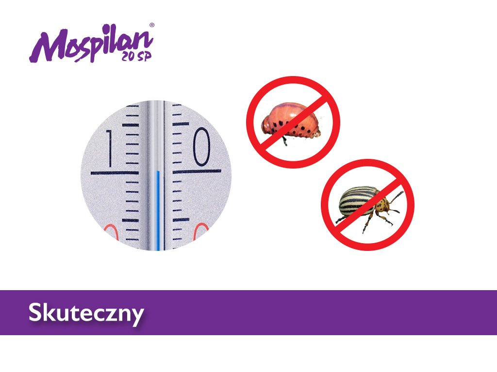 Skuteczny sposób na zwalczenie stonki ziemniaczanej