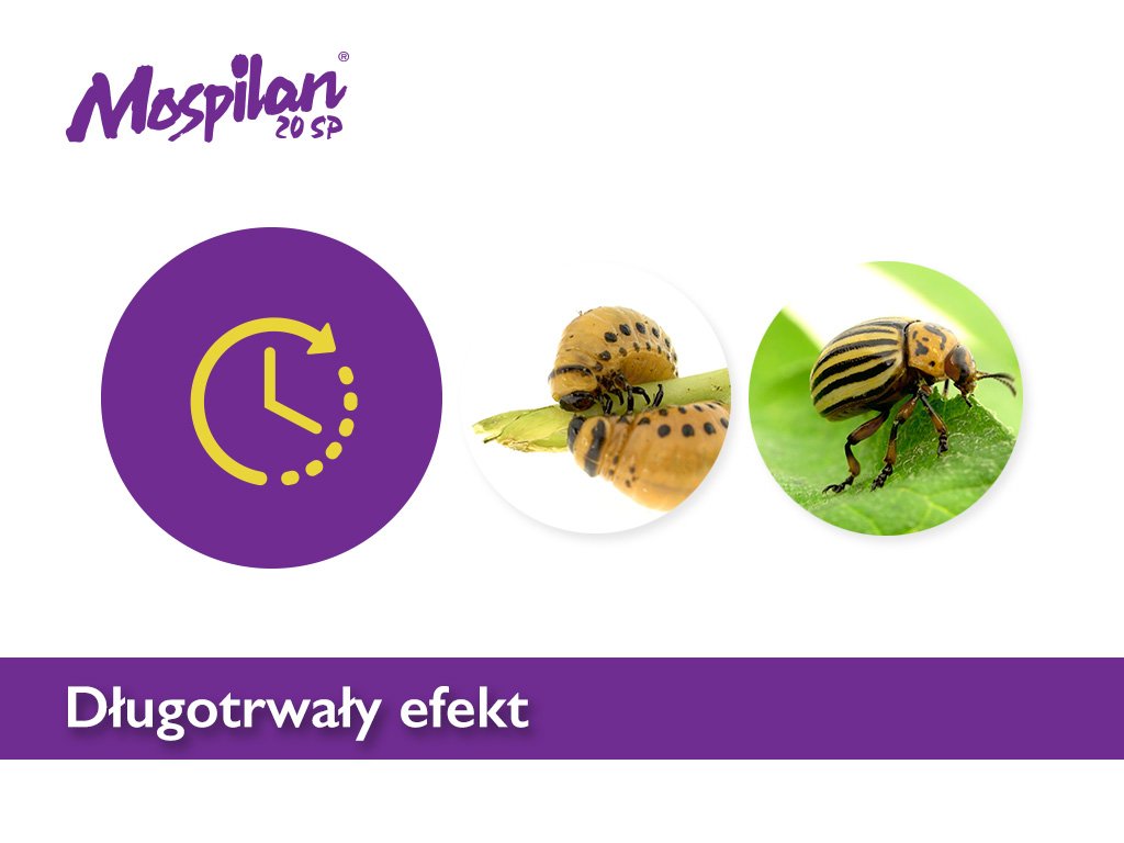 Skuteczny sposób na zwalczenie stonki ziemniaczanej