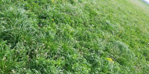 Lucerka Pioneer + festulolium( Perun) 