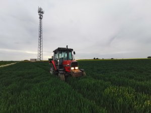 Pszenica Desamo & MF 3060