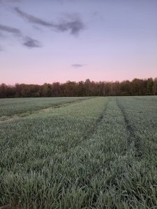 Aminokwasy w zbożach