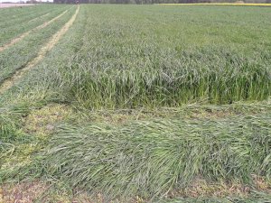 B&G 13 Milkway Poplon