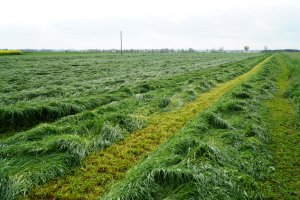 BG-13 POPLON - mieszanka poplonowa