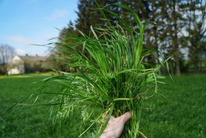 BG-13 POPLON - mieszanka poplonowa