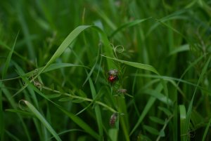 BG-13 POPLON - mieszanka poplonowa