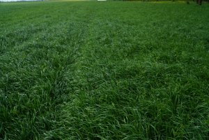 BG-13 POPLON - mieszanka poplonowa