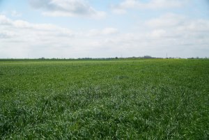 BG-13 POPLON - mieszanka poplonowa