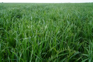 BG-13 POPLON - mieszanka poplonowa