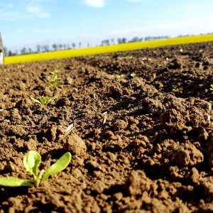 Buraki cukrowe Amazonia